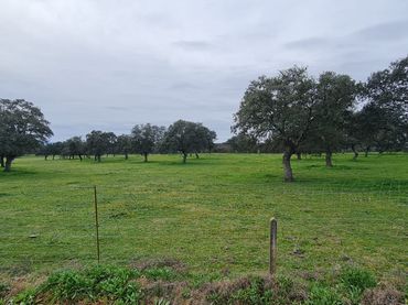 Terreno rustico in vendita a Pozoblanco