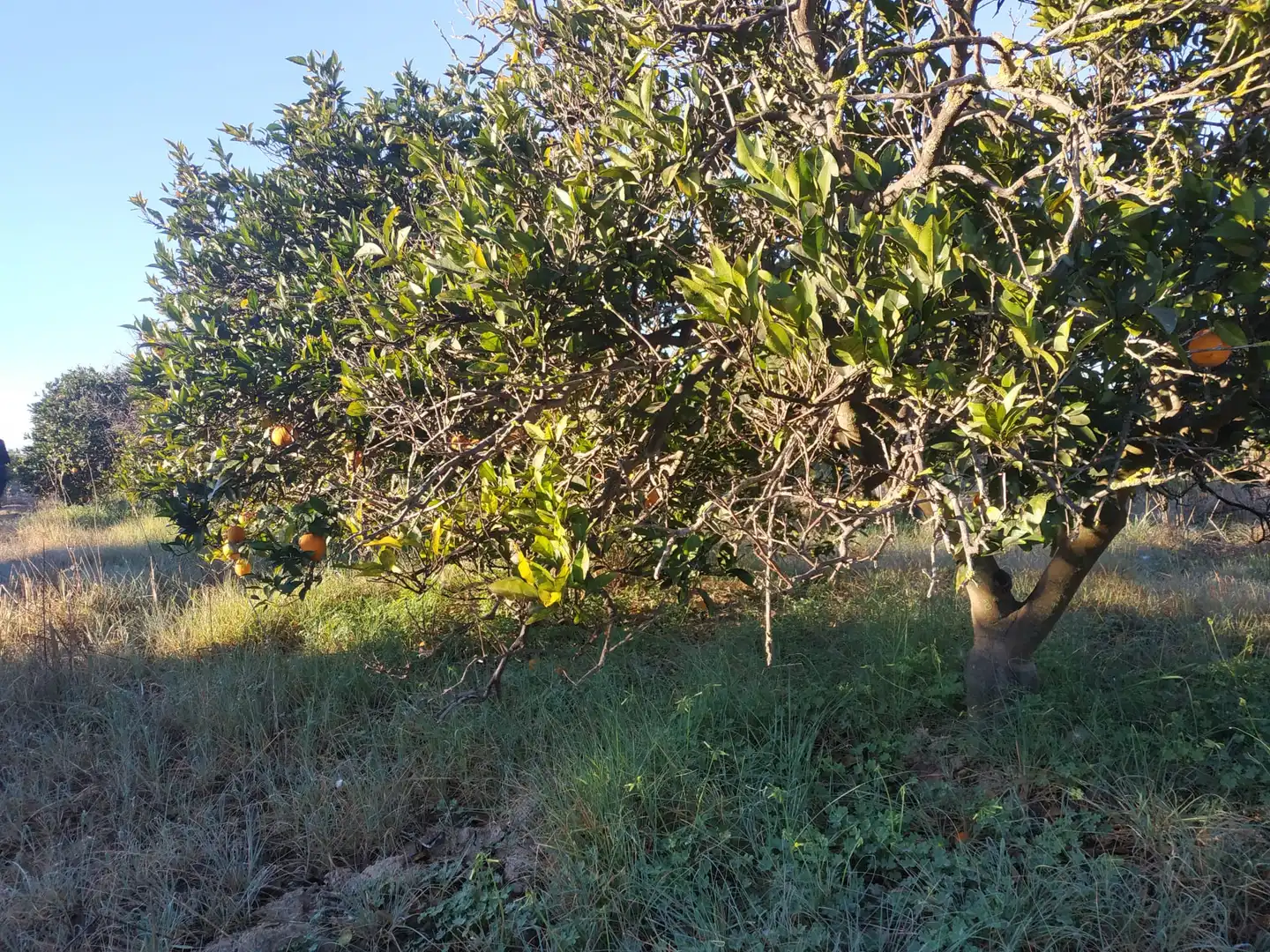 Land for sale in Polígono Número 18, 4, Albalat de la Ribera