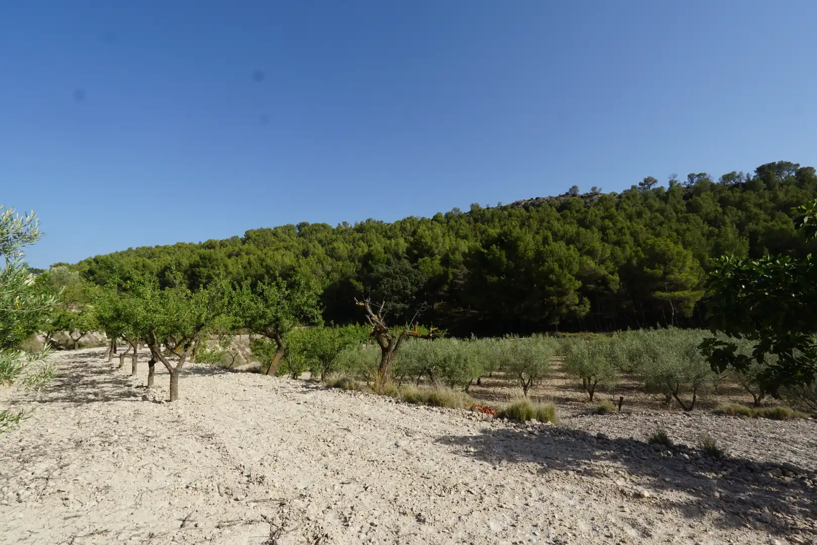 Finca rústica en venda en Ibi