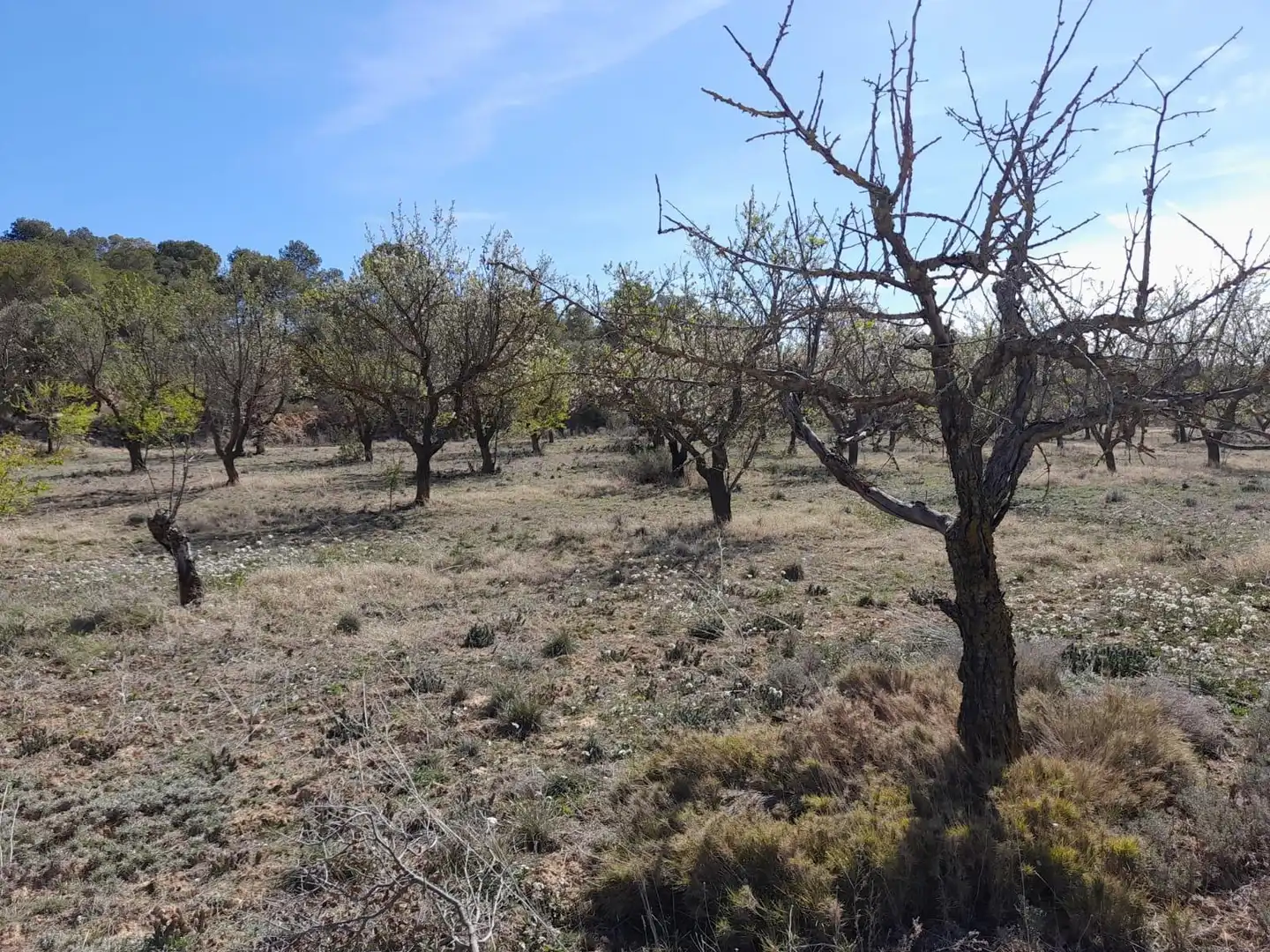 Rural land for sale in Batea, imagen 10