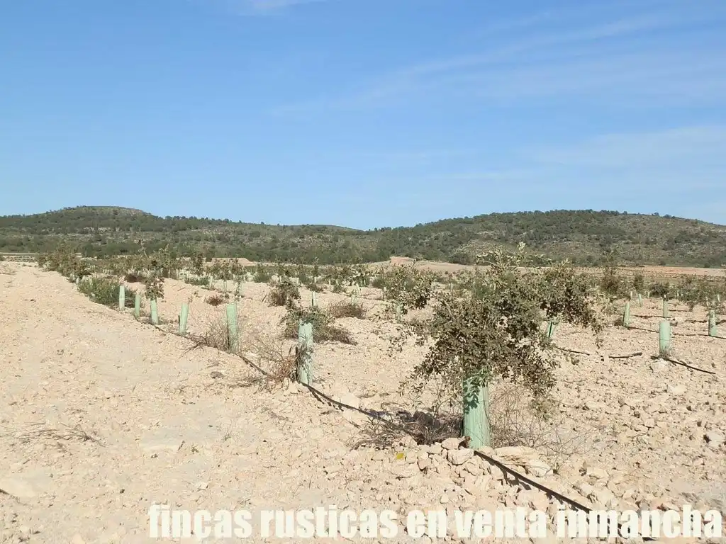 Rustikales Grundstück zum Verkauf in Jumilla, imagen 4