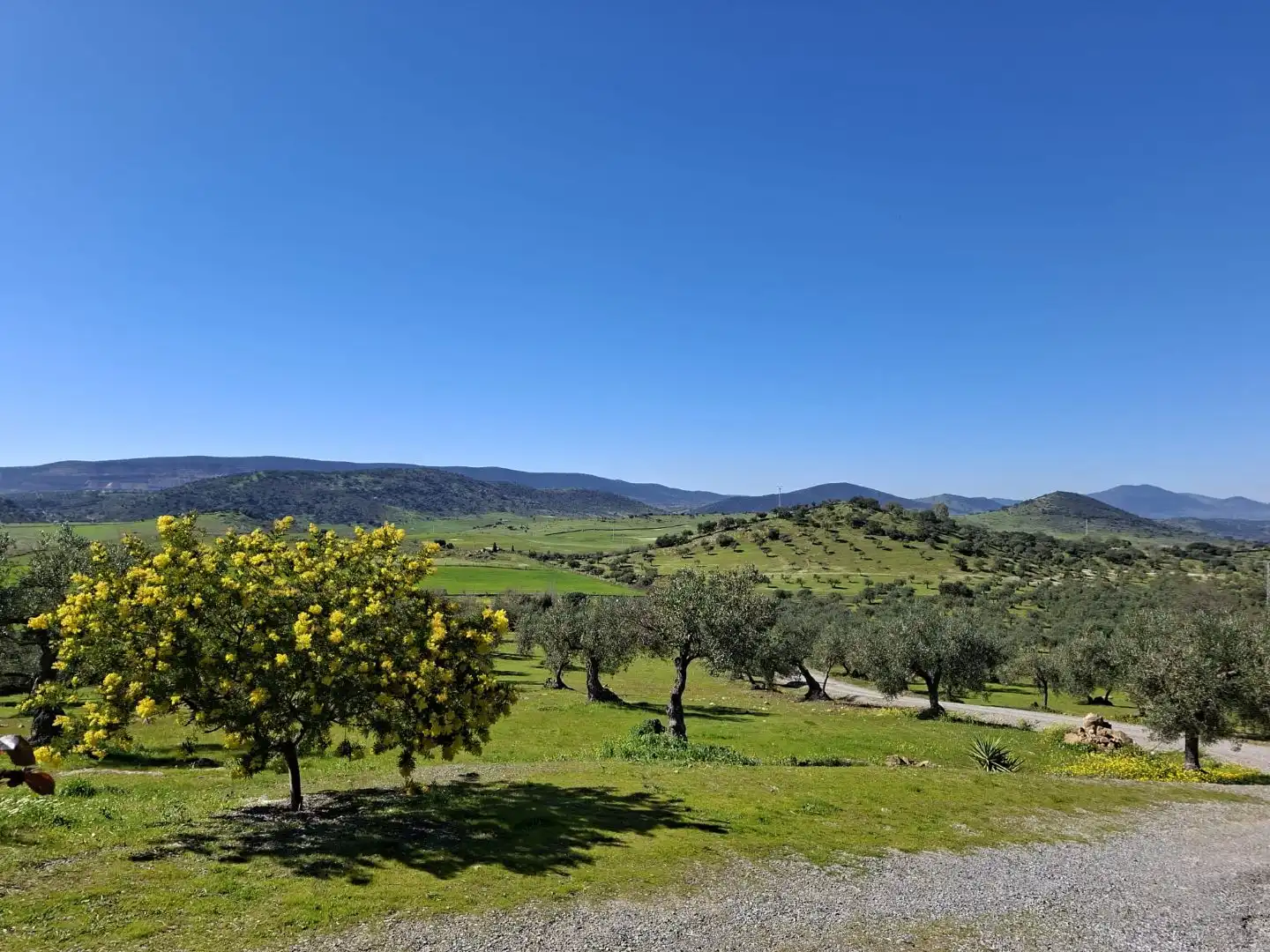 Garden of Country homes for sale in Zafra, Badajoz