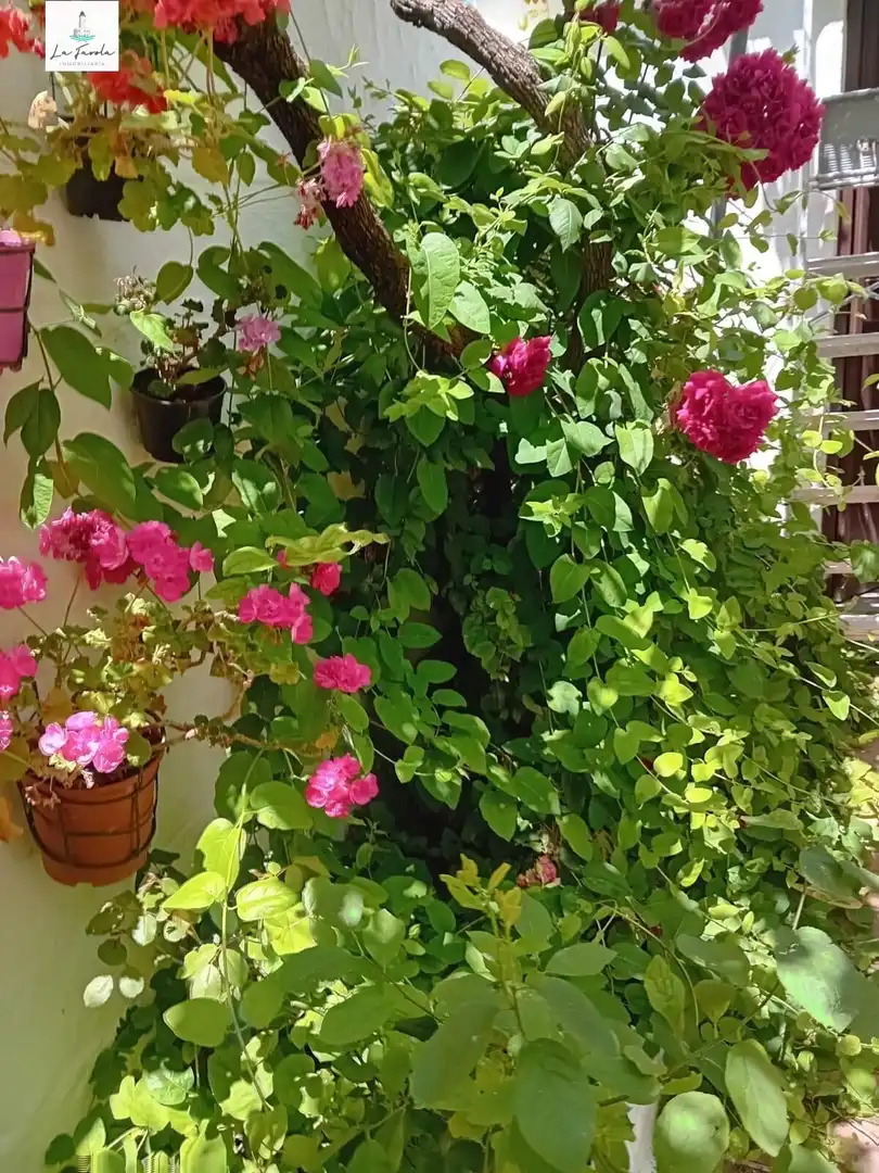 Garden of Houses for sale in Archidona  with Private garden, Terrace and Balcony