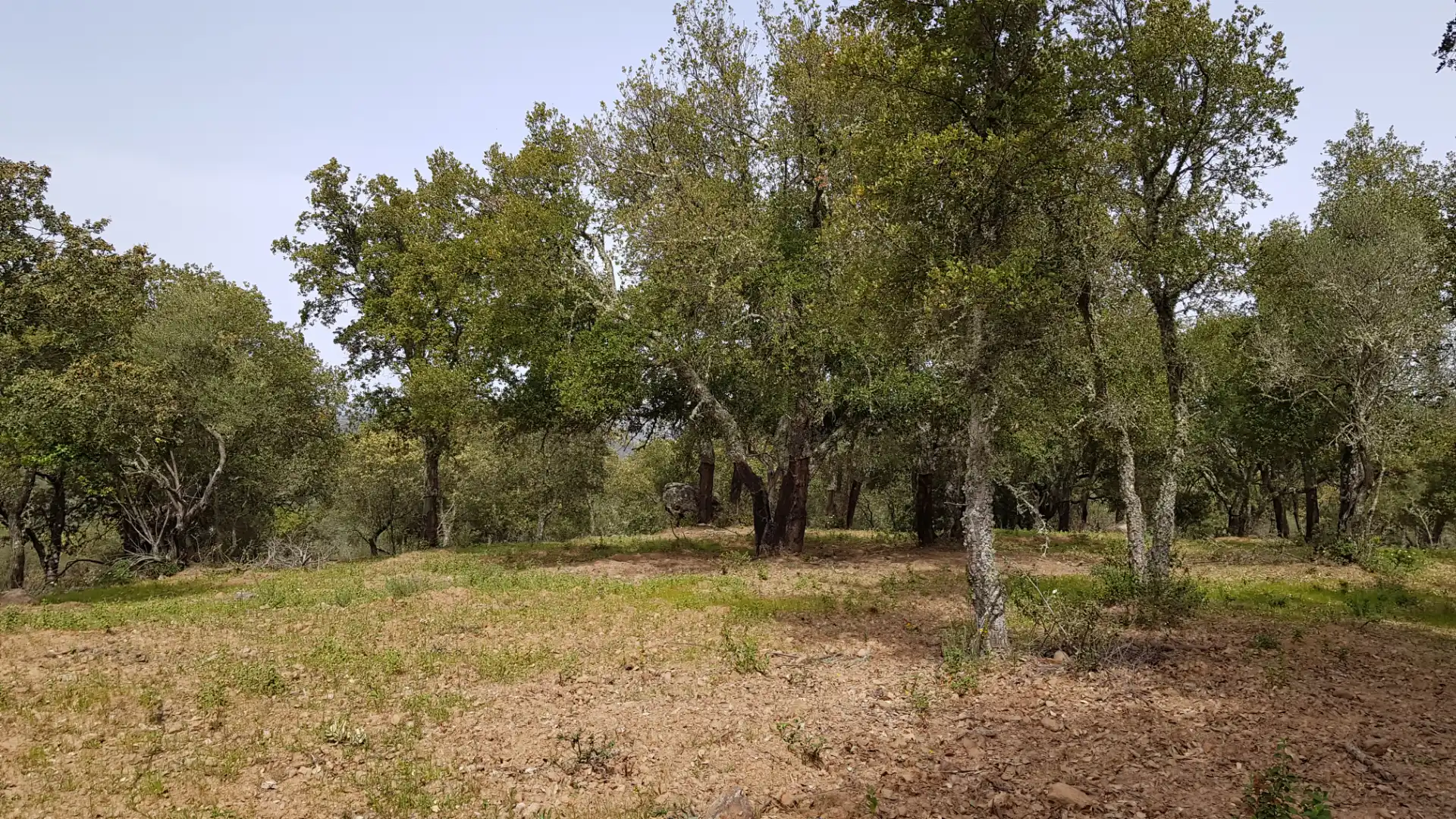 Terrenos y solares en venta en Extramuros Diseminados 5, imagen 79