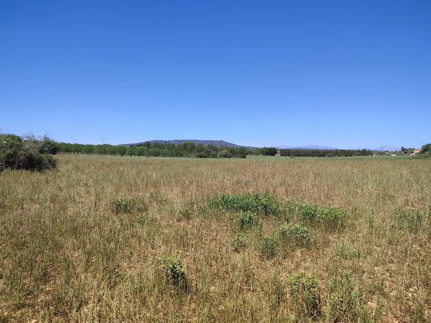 Rural land for sale in Vilafranca de Bonany, imagen 15