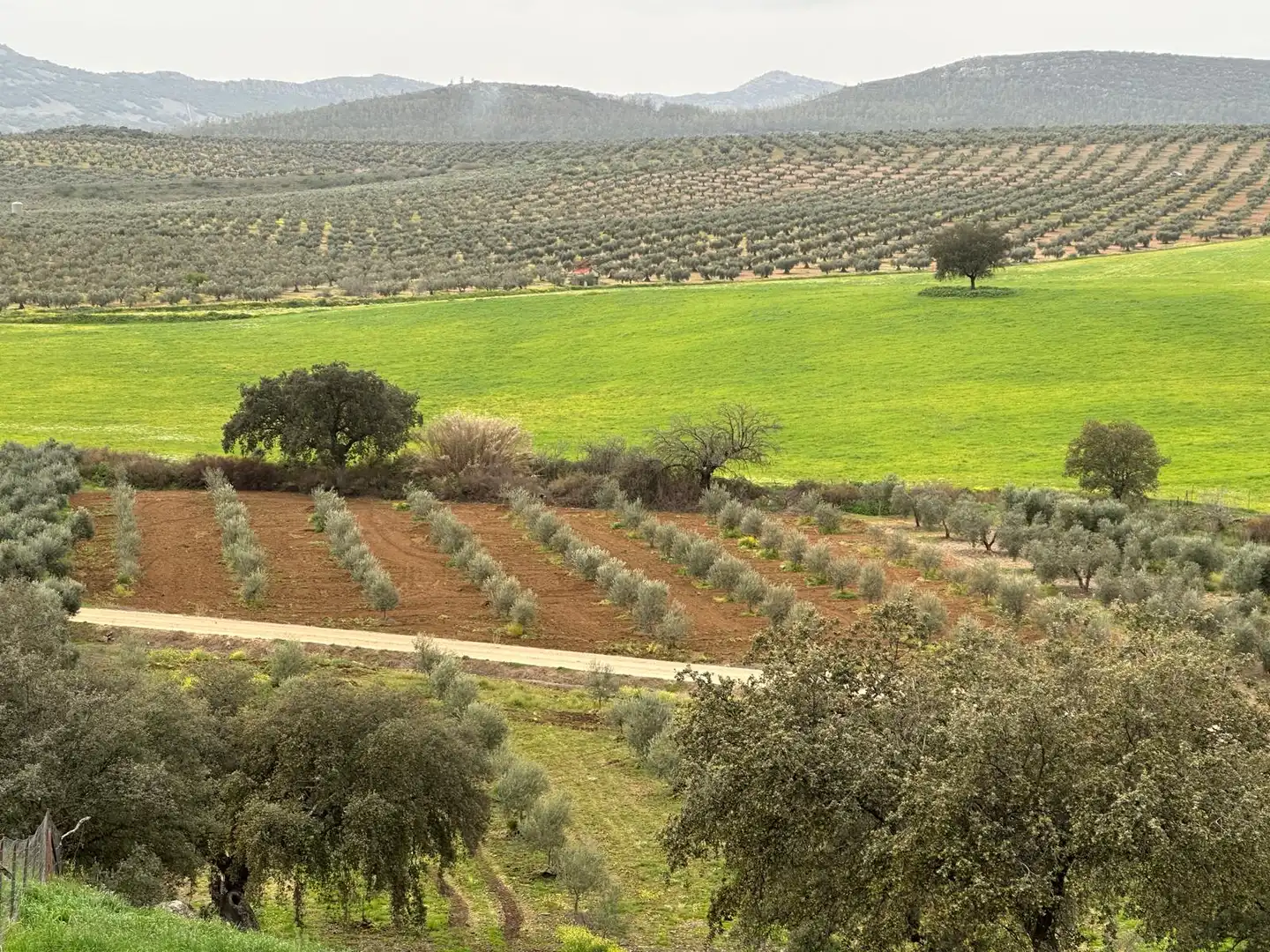 Finca rústica en venta en Oliva de Mérida