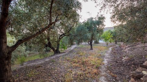 VENTA DE BONITA FINCA DE OLIVOS EN LANJARÓN GRANADA