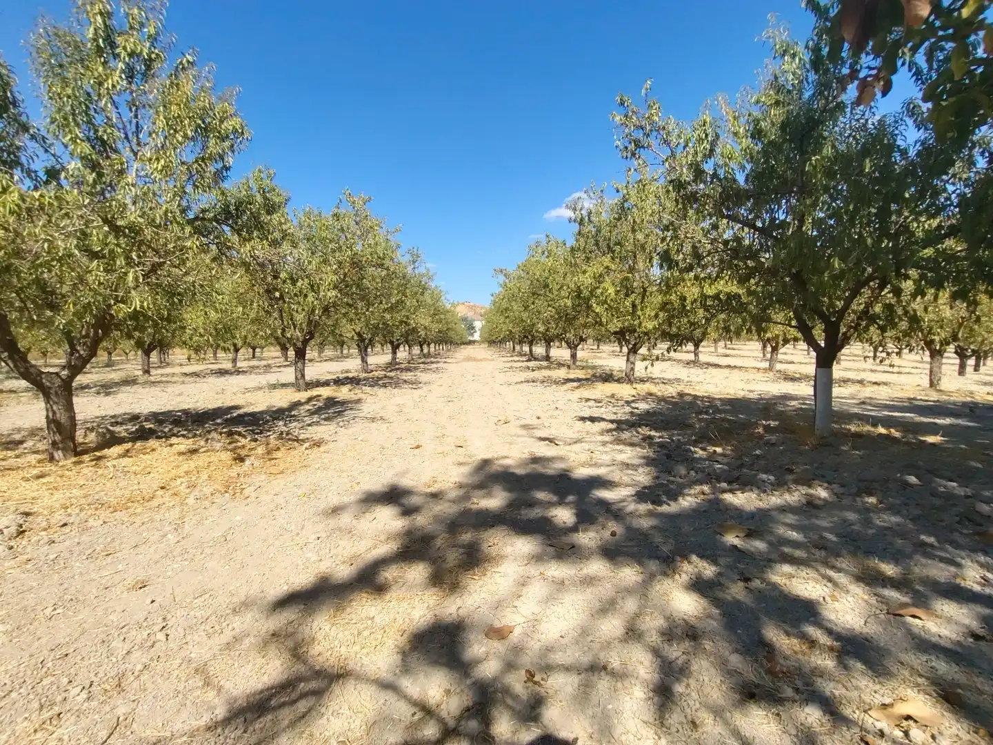 Country homes for sale in Priego de Córdoba  with Private garden, Terrace and Swimming Pool