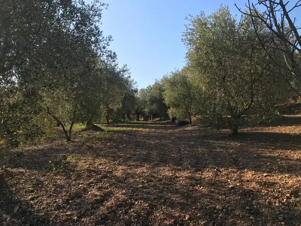 Terrain rustique à vendre à El Bruc, imagen 13