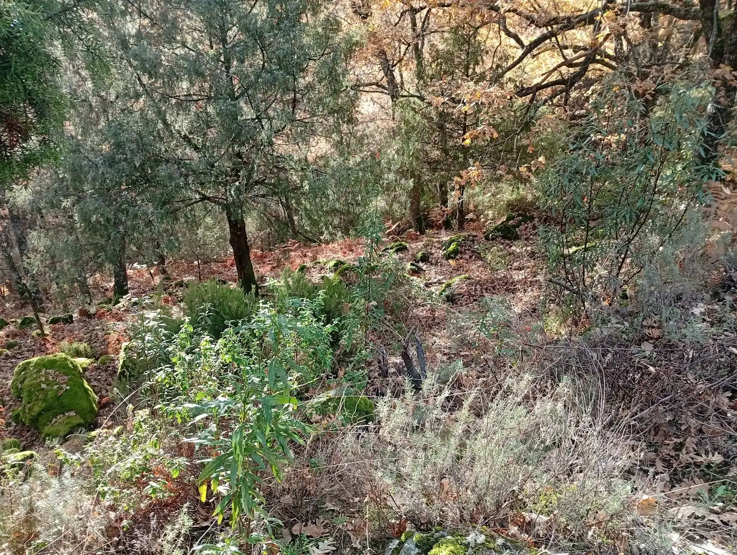 Terreni e lotti in vendita a Villanueva de la Vera, imagen 13