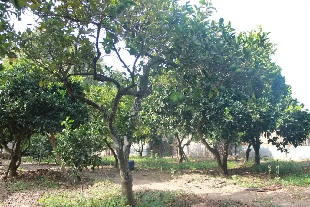 Casa o xalet en venda en San Martín del Tesorillo amb Calefacció, Jardí privat i Terrassa