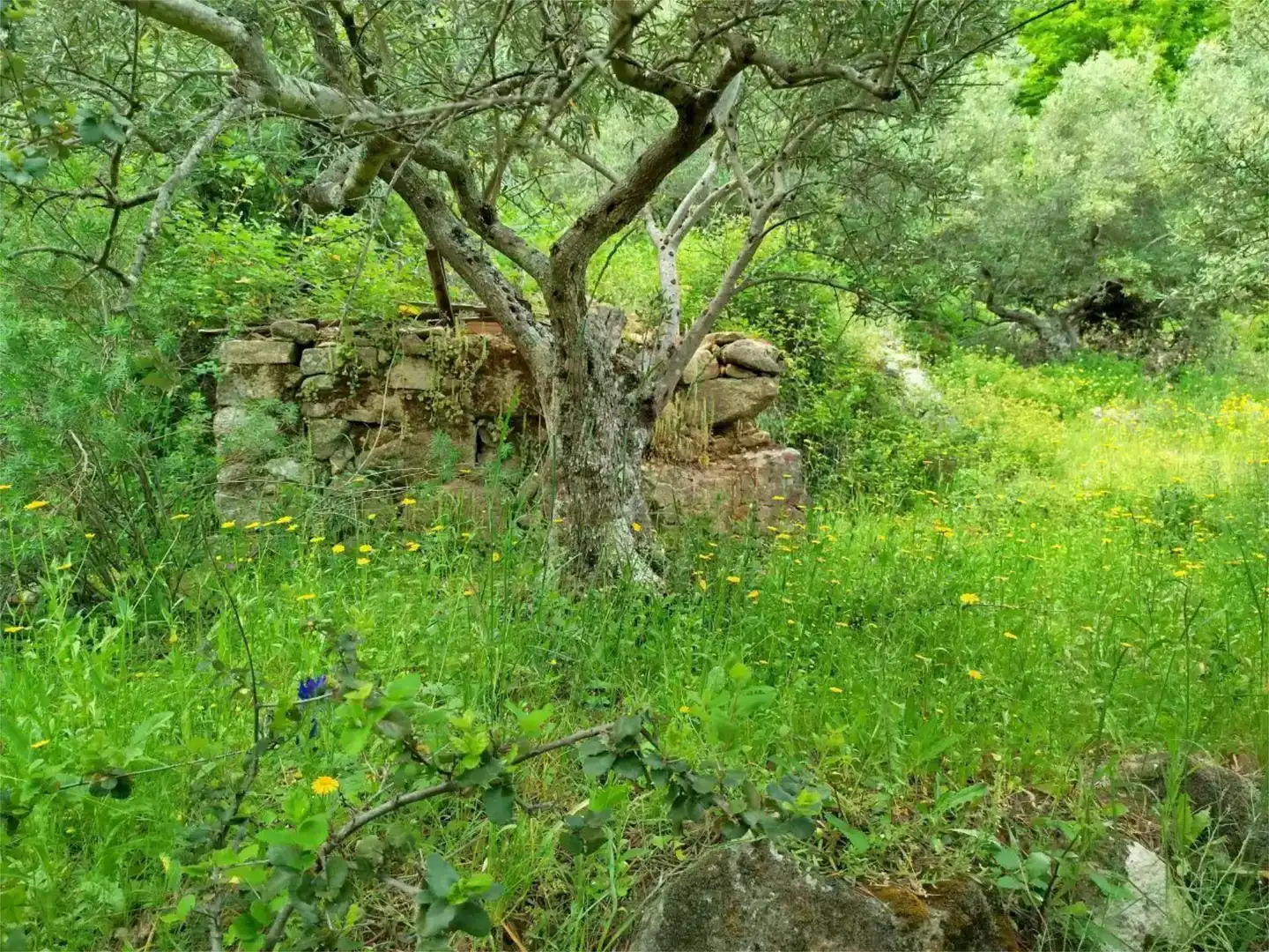 Land for sale in Torre de Don Miguel