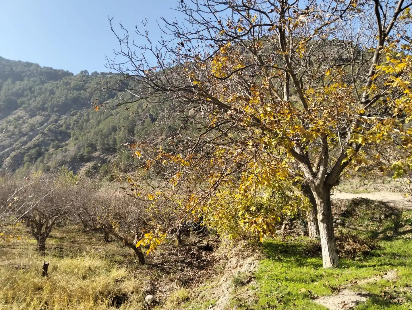 Rural land for sale in Villamena, imagen 7