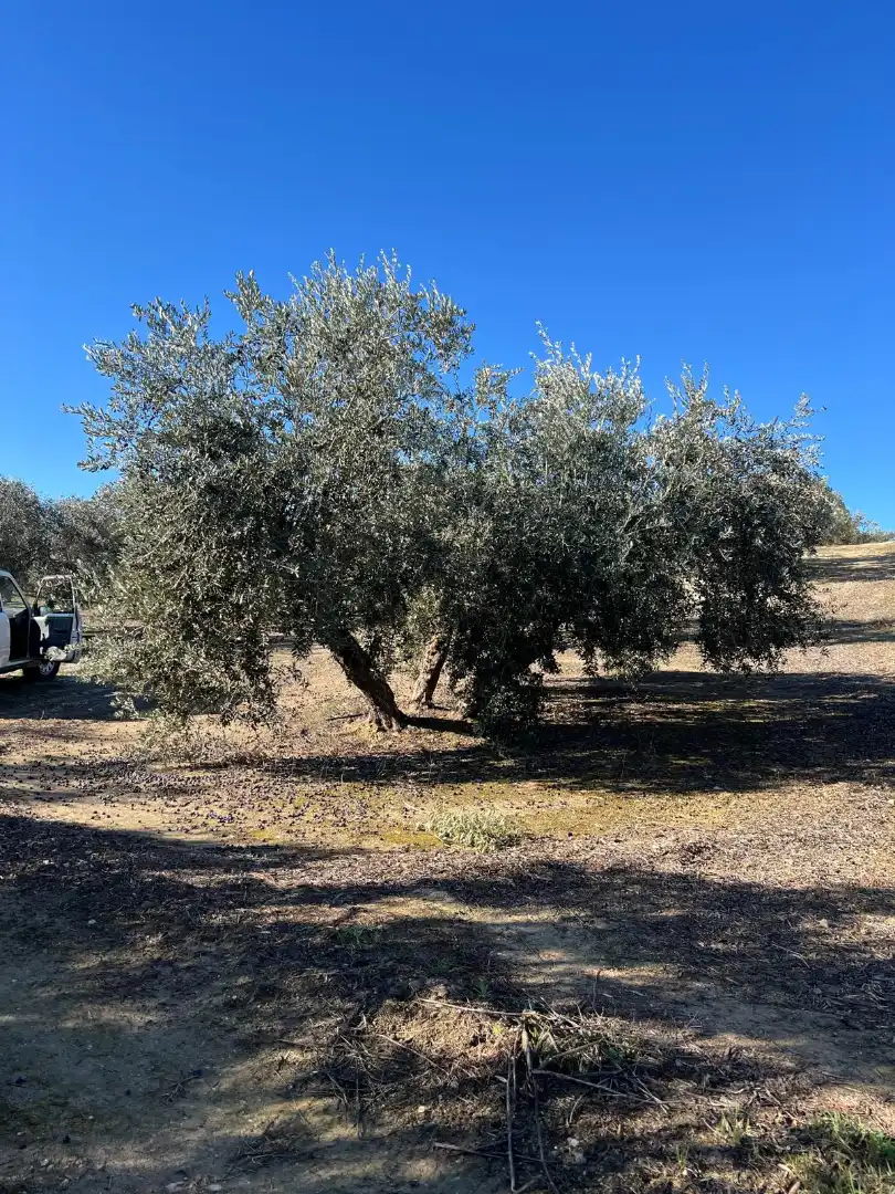 Terrain rustique à vendre à Luque, imagen 4