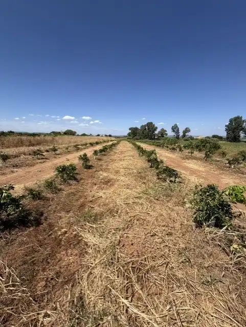 Terreny rústic en venda a Cantillana, imagen 2