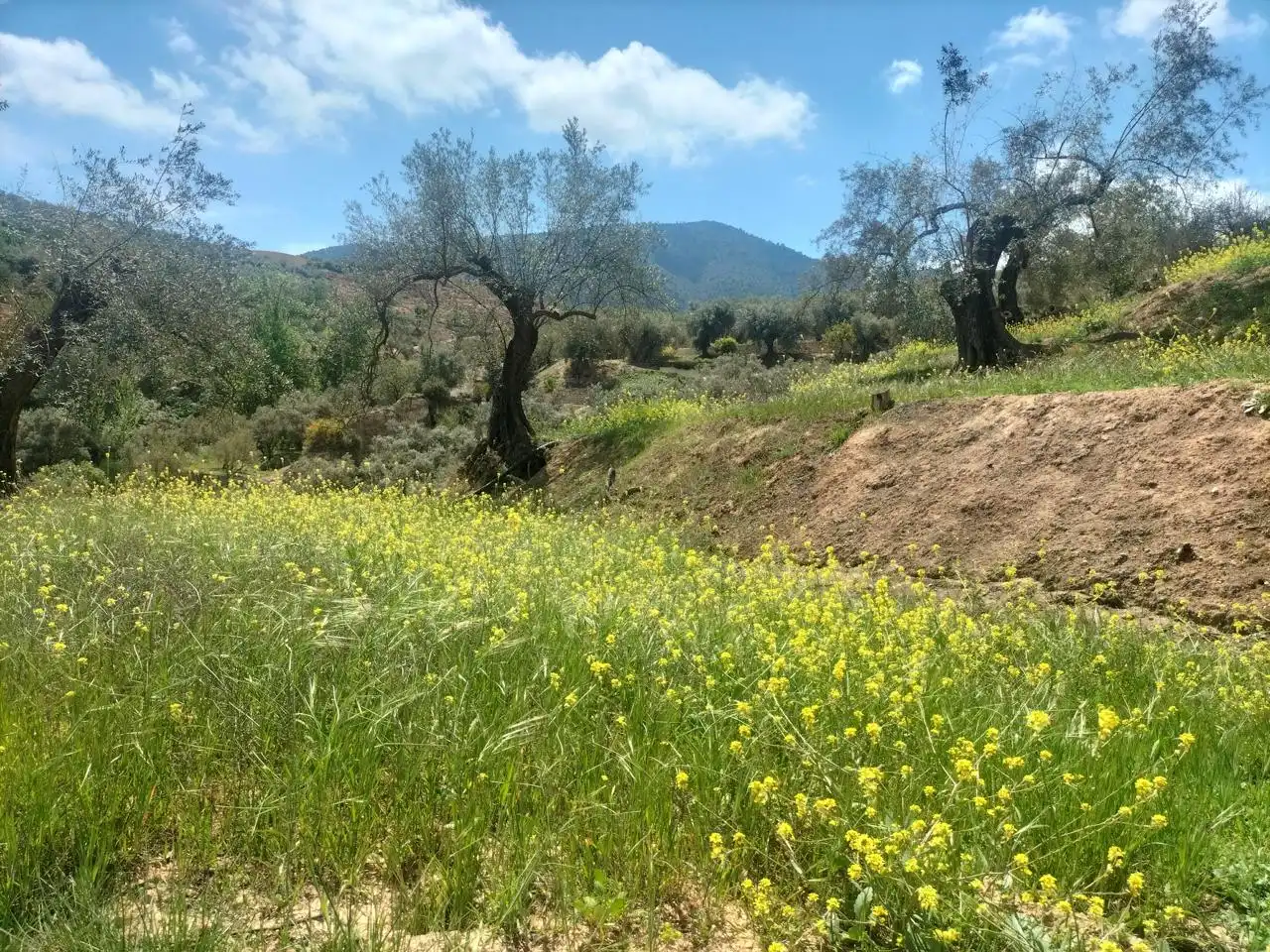 Casa rustica in vendita a El Valle, imagen 3