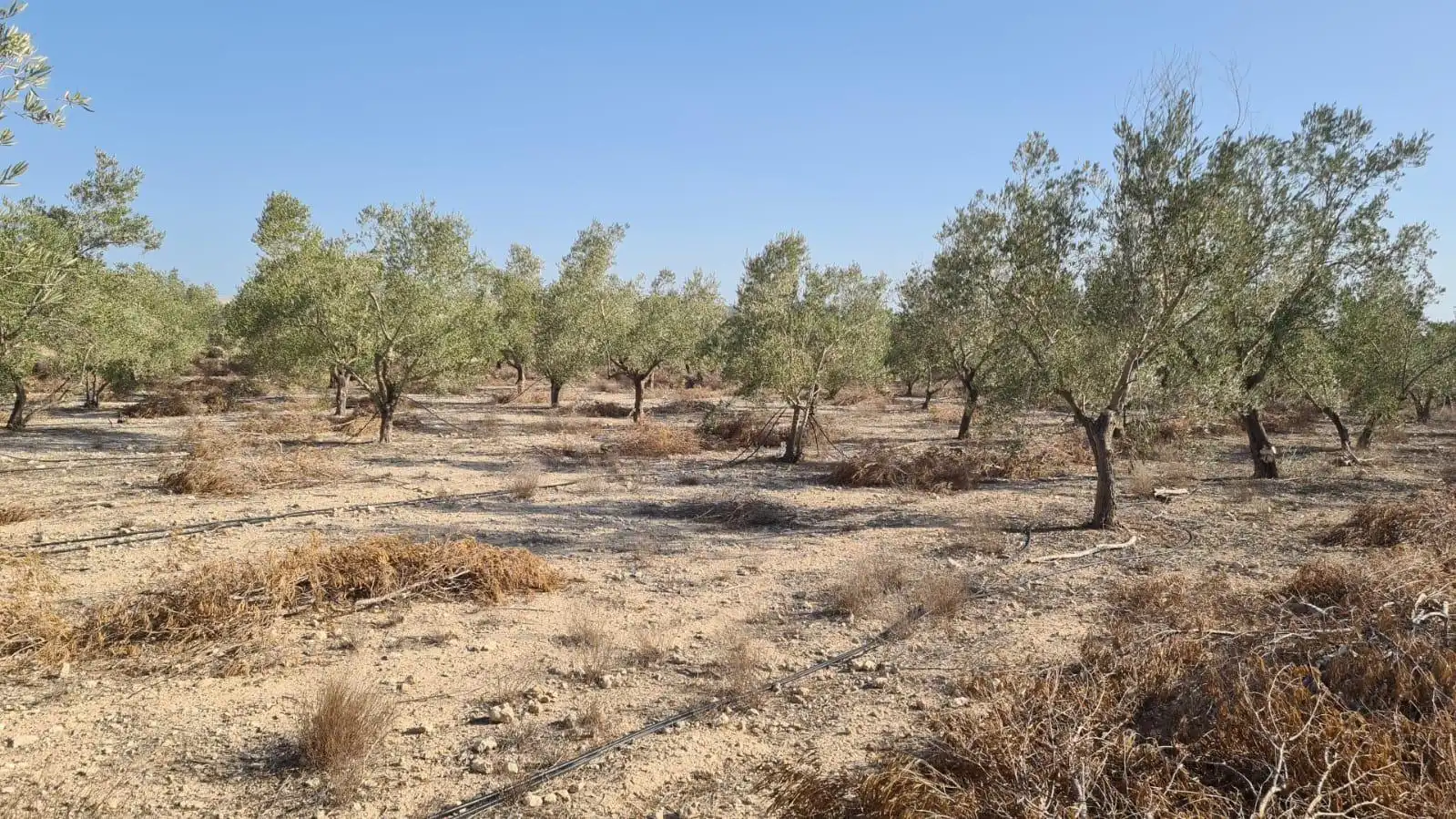 Finca rústica en venda en Alicante / Alacant
