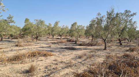 Foto 4 de Finca rústica en venta en Carolinas Bajas, Alicante