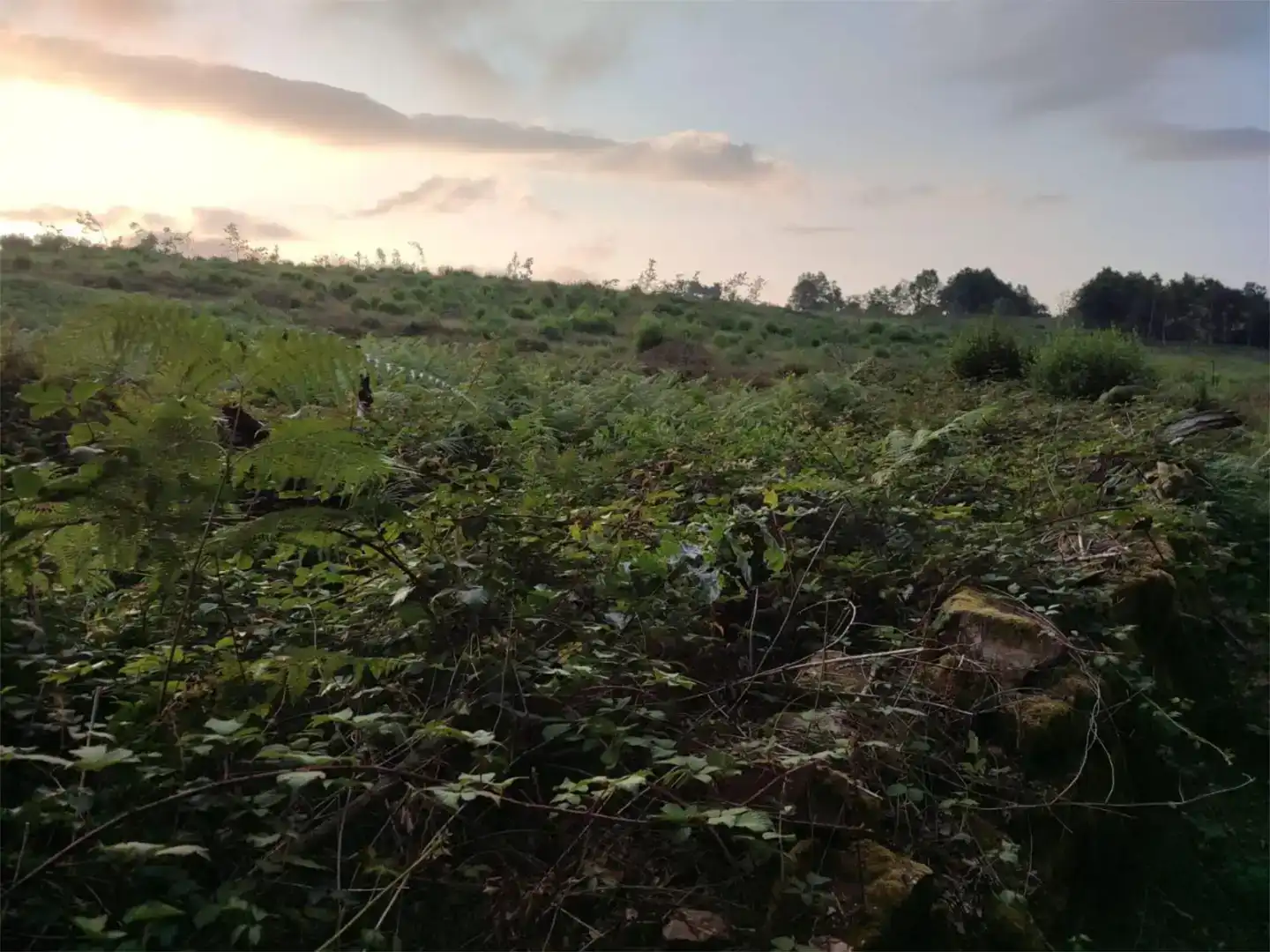 Terreno en venta en Grandas de Salime