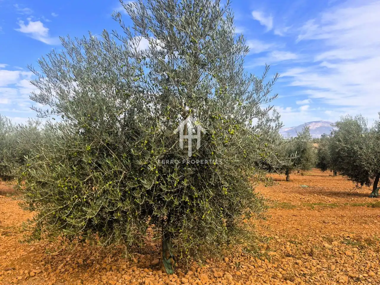 Rural land for sale in Moraleda de Zafayona, imagen 13