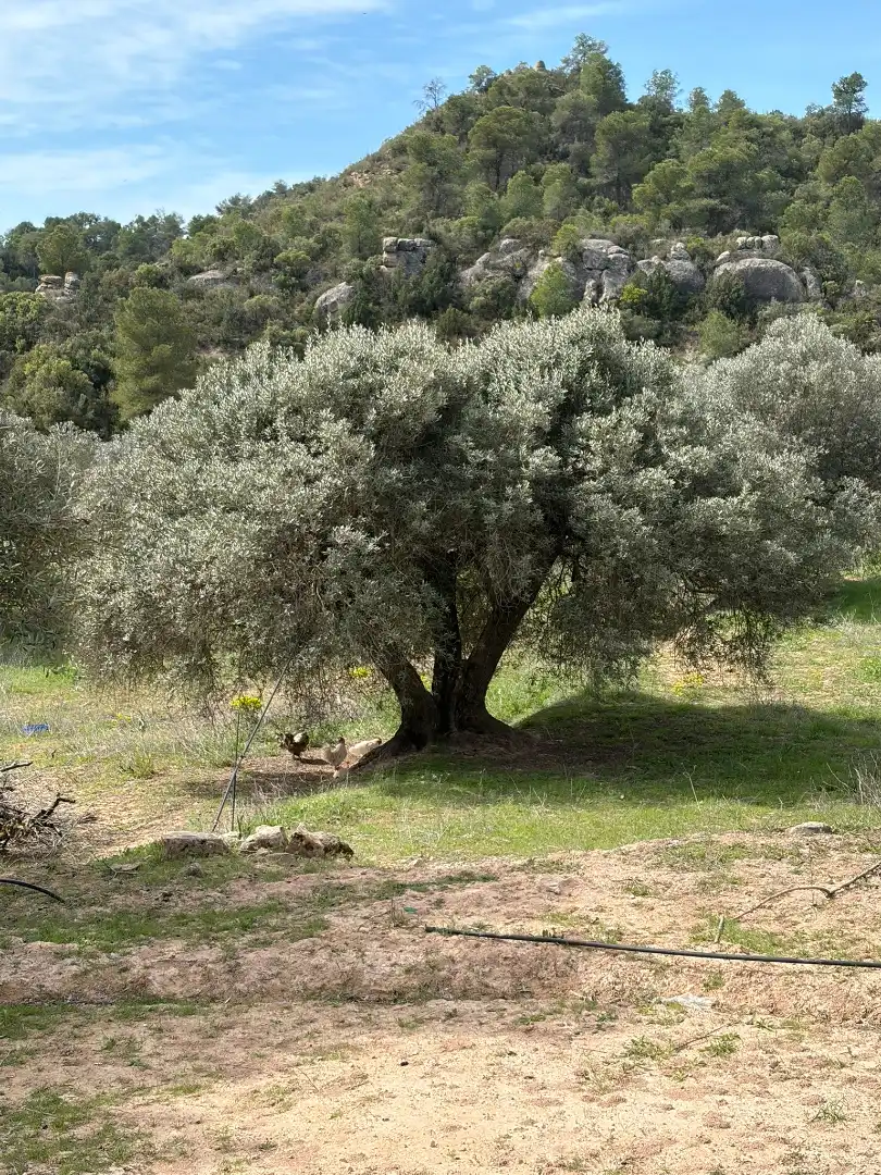 Jardín de Finca rústica en venta en Flix