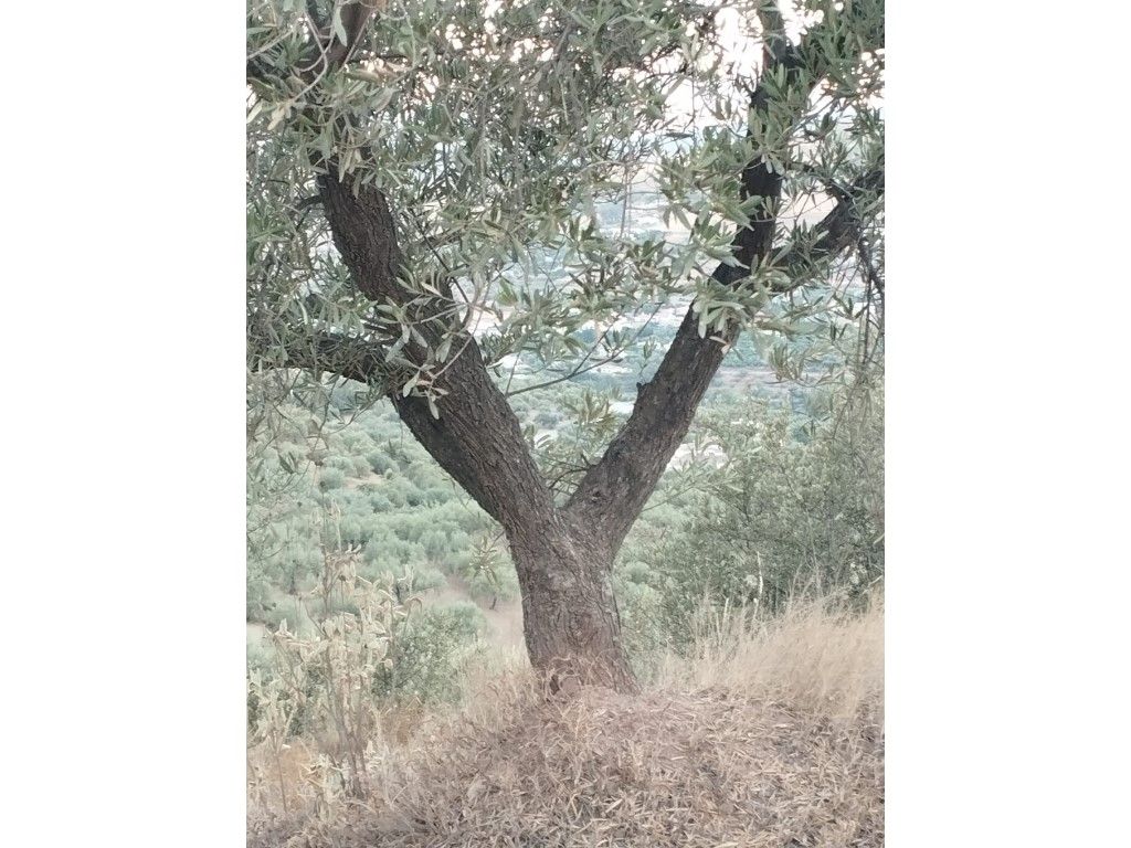 House or chalet for sale in Alcaucín