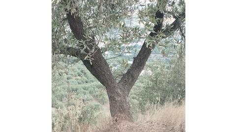 Photo 3 of House or chalet for sale in Alcaucín, Málaga