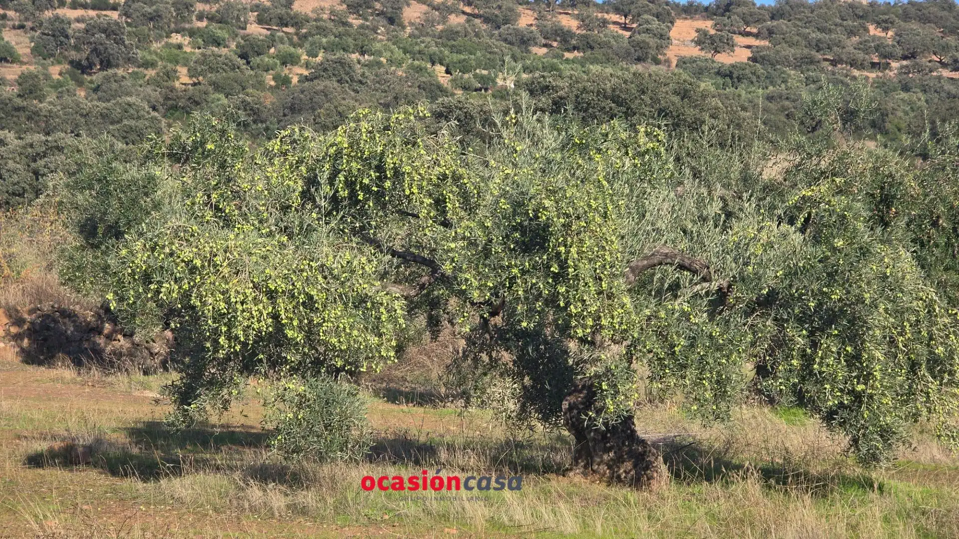 Wohnbaugrundstück zum Verkauf in La Granjuela, imagen 23