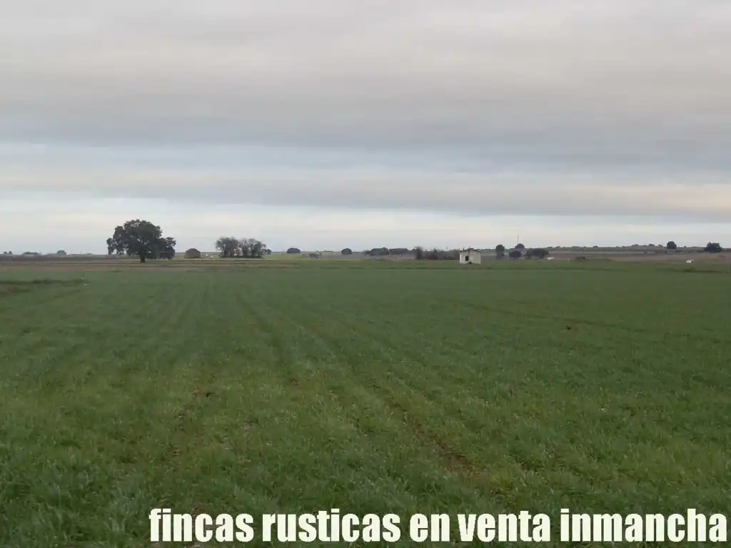 Terreno rústico en venta en Daimiel, imagen 15