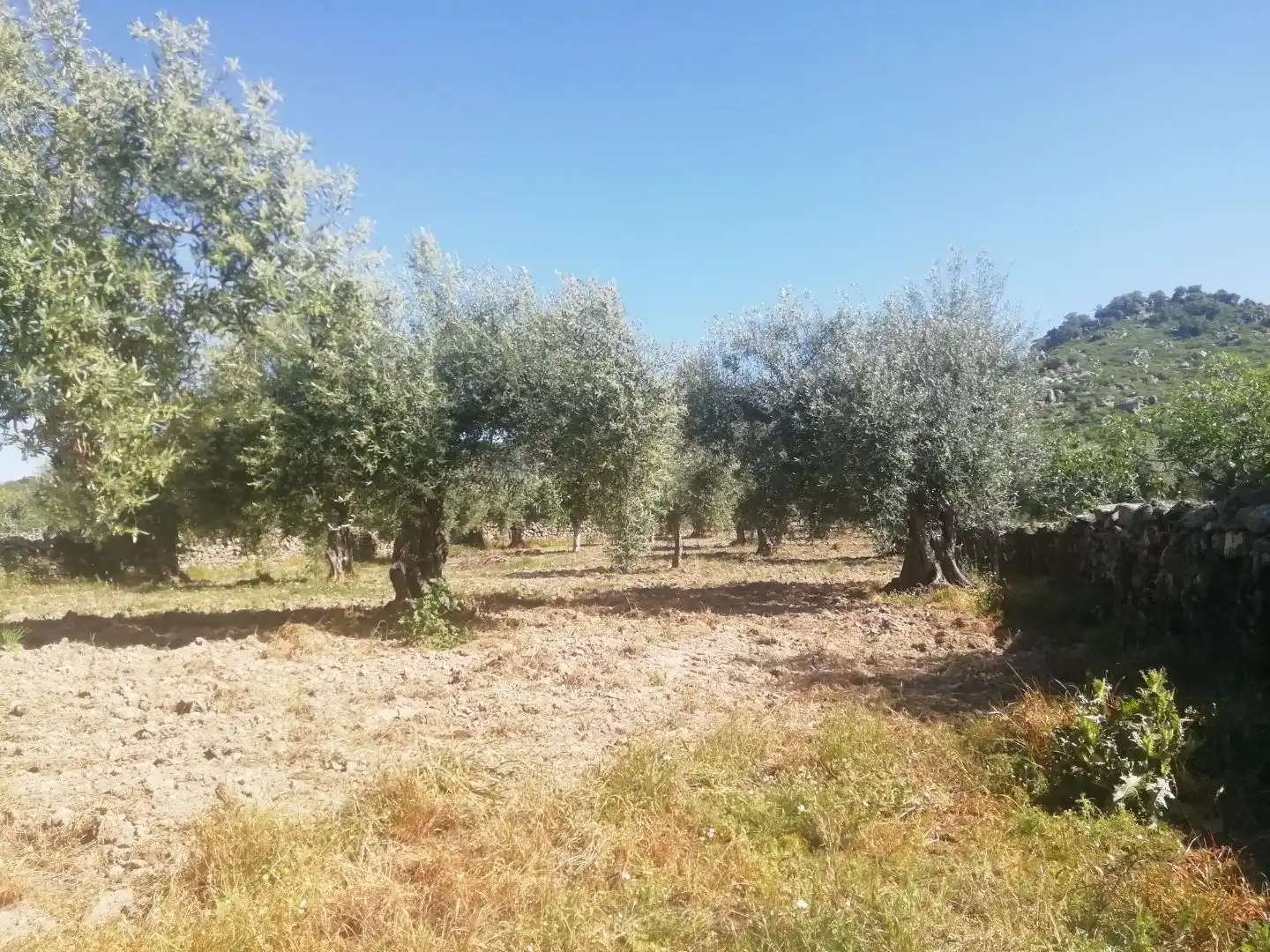 Terreni e lotti in vendita a CERVANTES 80, imagen 3