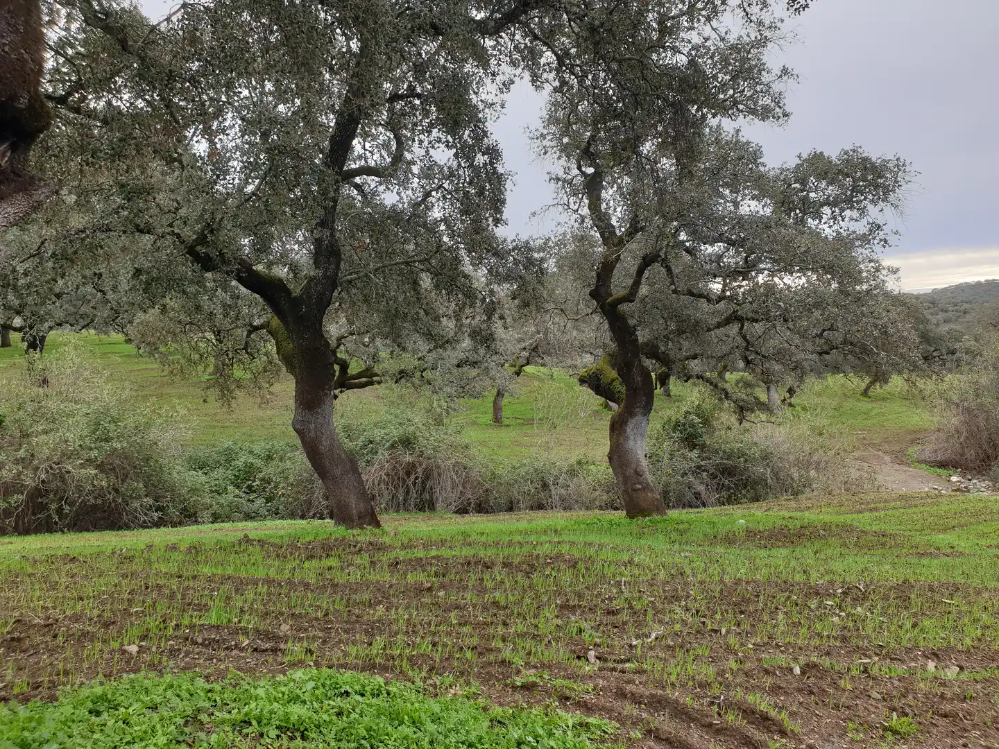 Terreno en venta en Sevilla