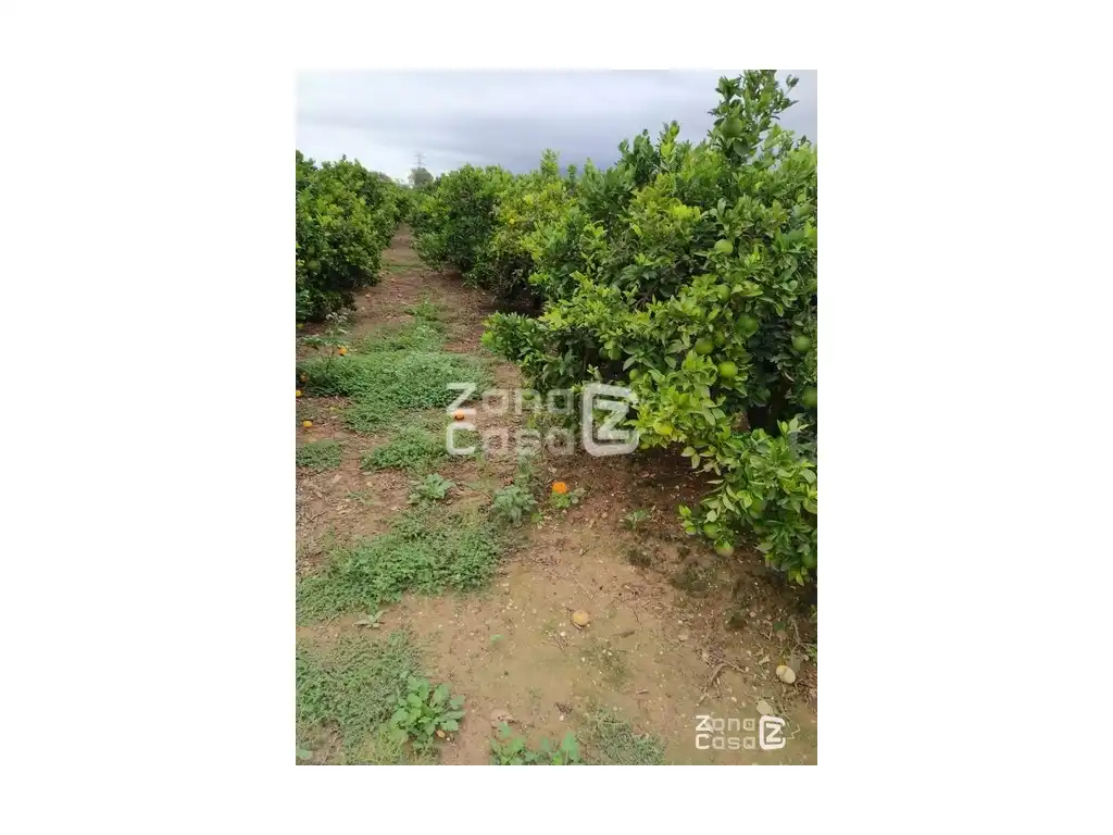 Country house for sale in Algemesí, imagen 7