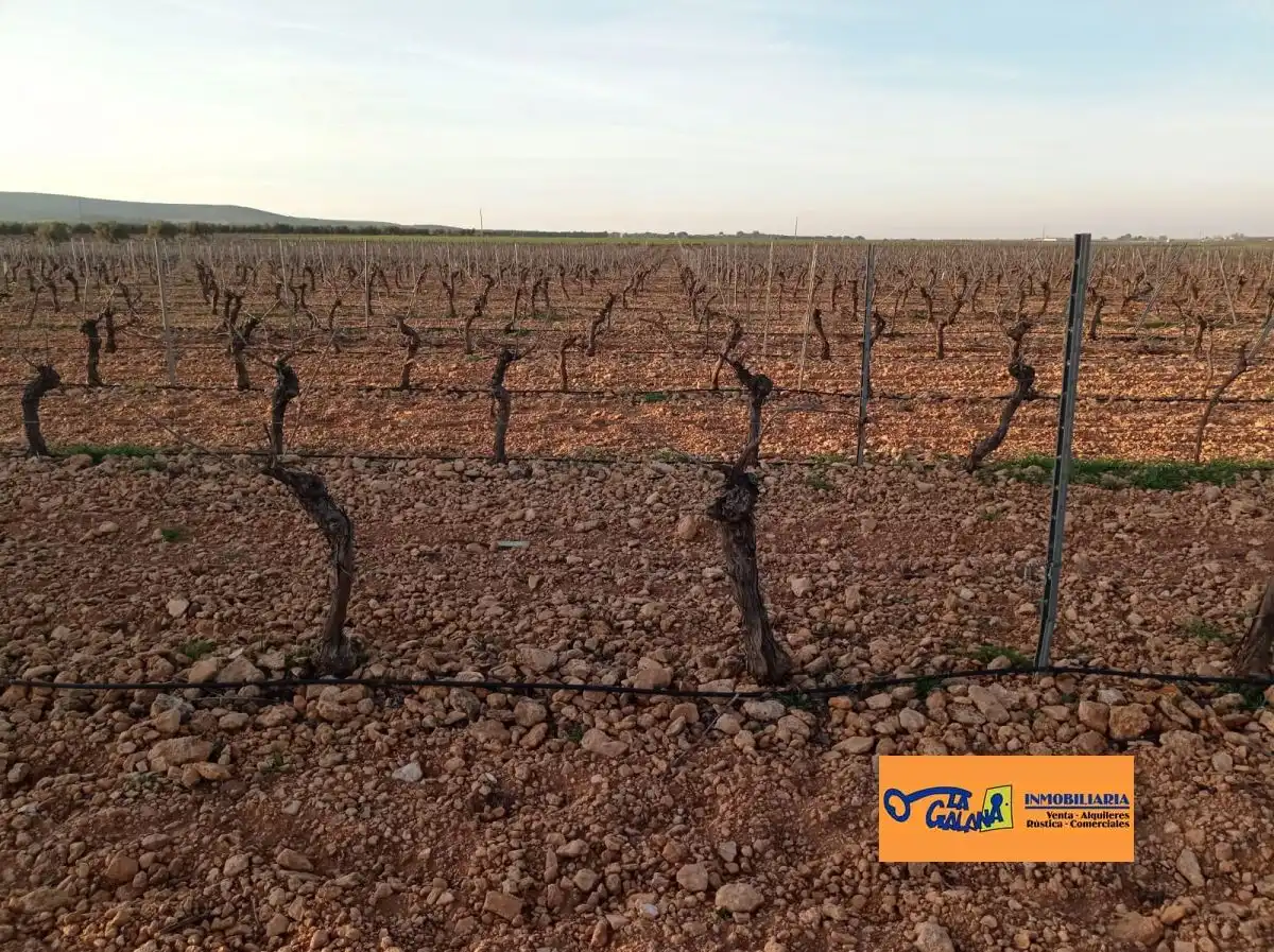 Rural land for sale in Valdepeñas, imagen 12