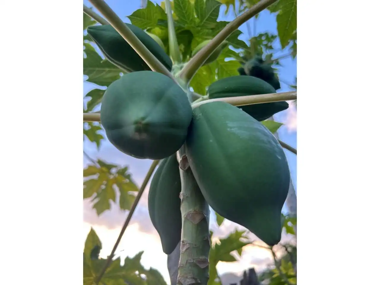 Jardí de Finca rústica en venda en Estepona amb Aire condicionat, Calefacció i Jardí privat