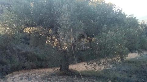 Photo 4 of Land for sale in Riba-roja d'Ebre, Tarragona