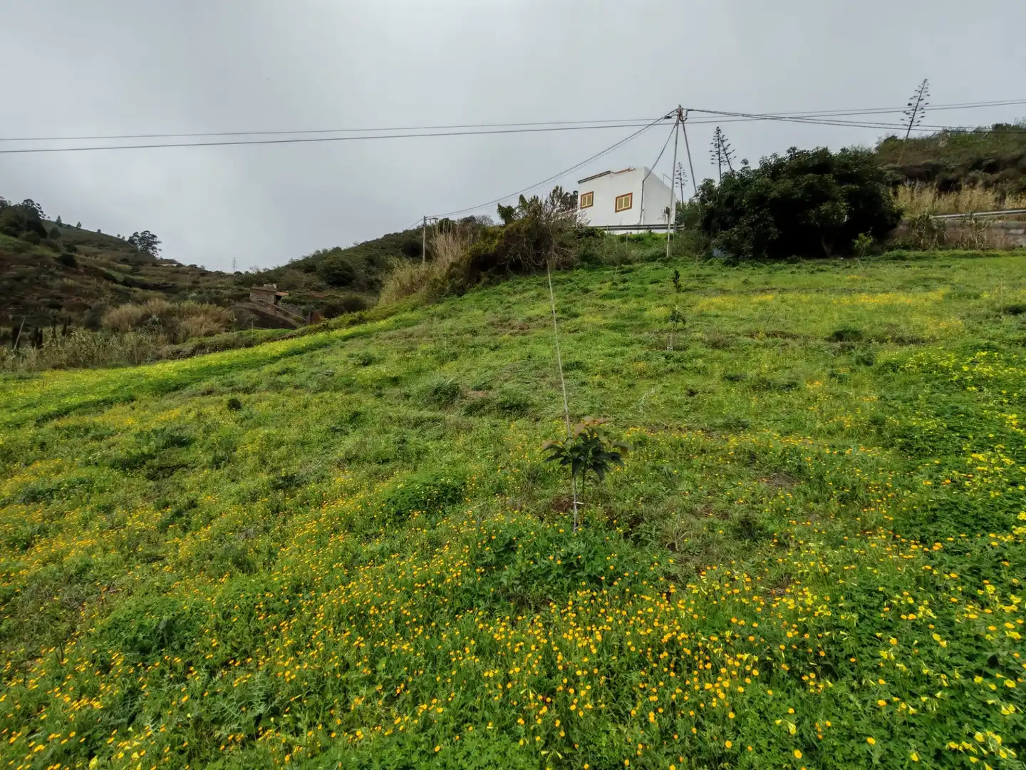 Finca rústica en venta en Santa María de Guía de Gran Canaria con Amueblado