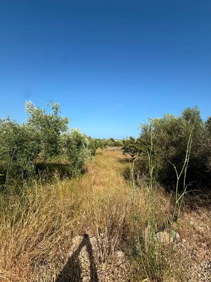 Terreno rustico in vendita a Partidas de interior - Zona Rústica, imagen 29