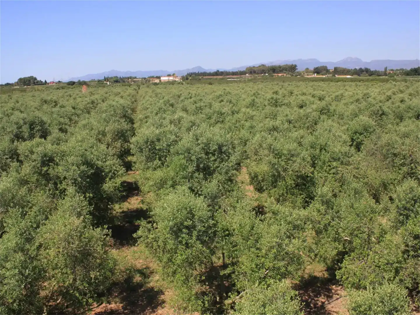 Finca rústica en venda en Riudoms