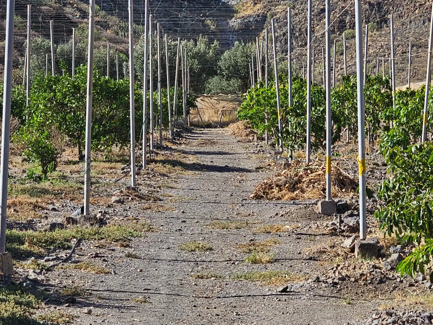 Vista exterior de Finca rústica en venta en La Aldea de San Nicolás  con Jardín privado, Terraza y Trastero