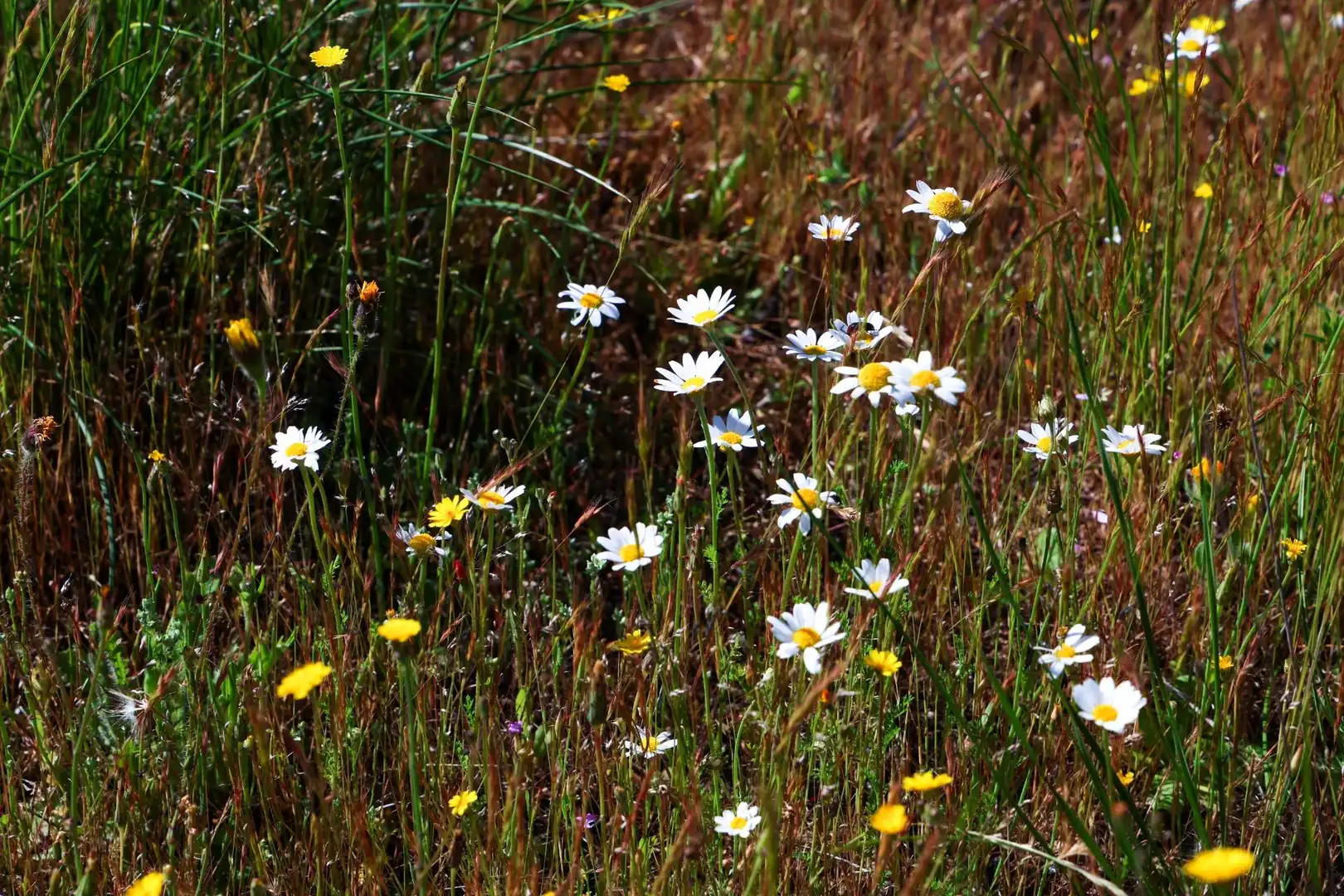 Terreni e lotti in vendita a Carretera CL-505, imagen 53