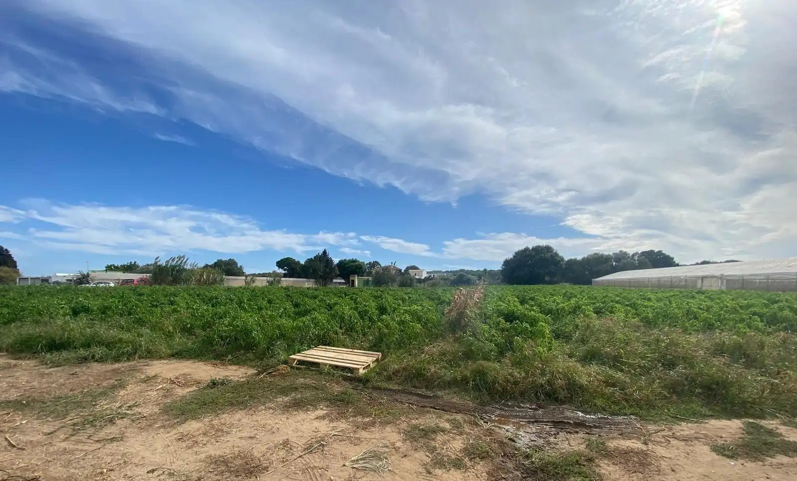 Terreno rustico in vendita a Barbate ciudad, imagen 13