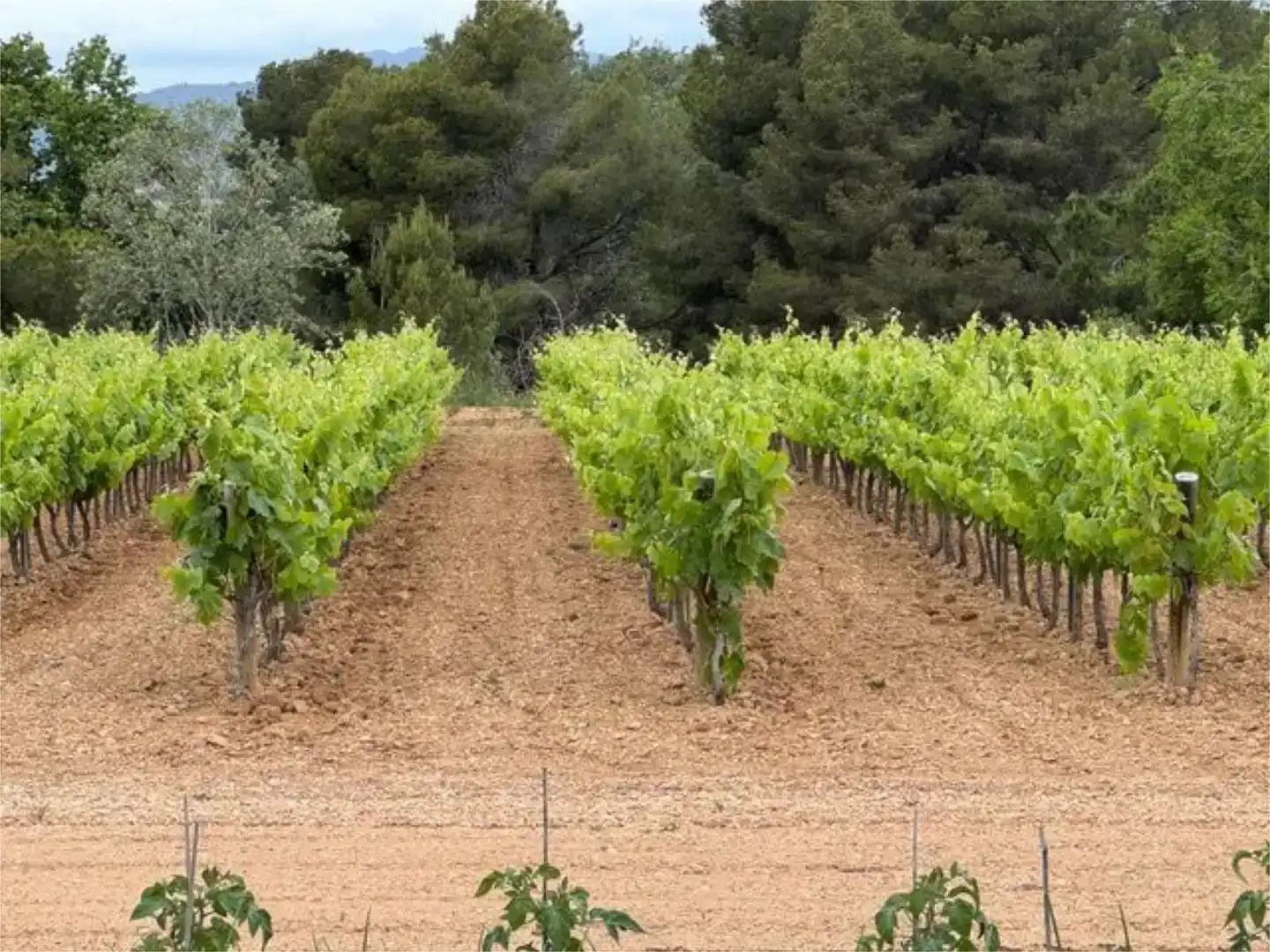 Residencial en venta en Santa Margarida I Els Monjos