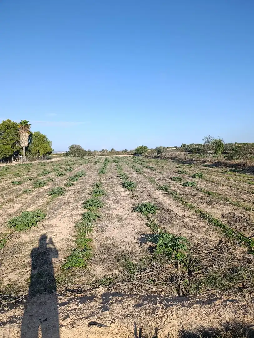 Terrain rustique à vendre à La Marina, imagen 9