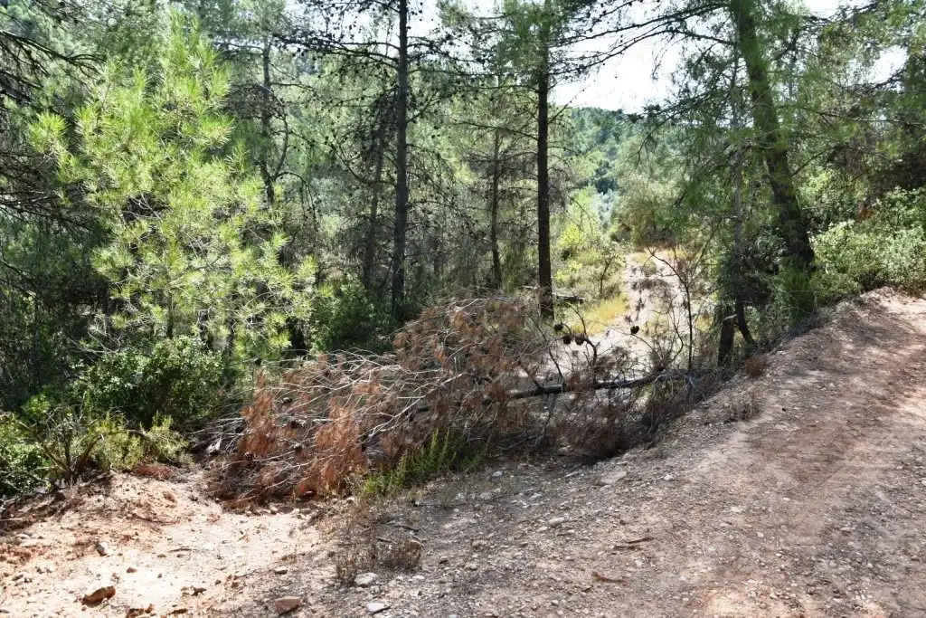 Terreni e lotti in vendita a Lledó, imagen 4