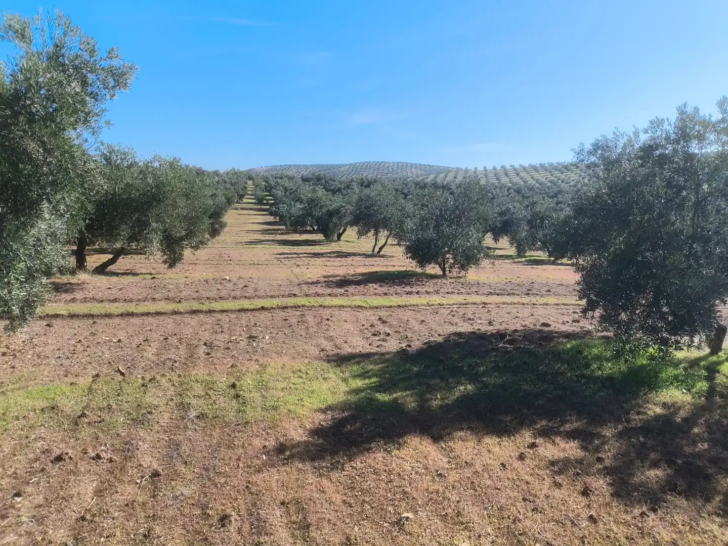 Terreni e lotti in vendita a Villanueva de la Reina, imagen 4
