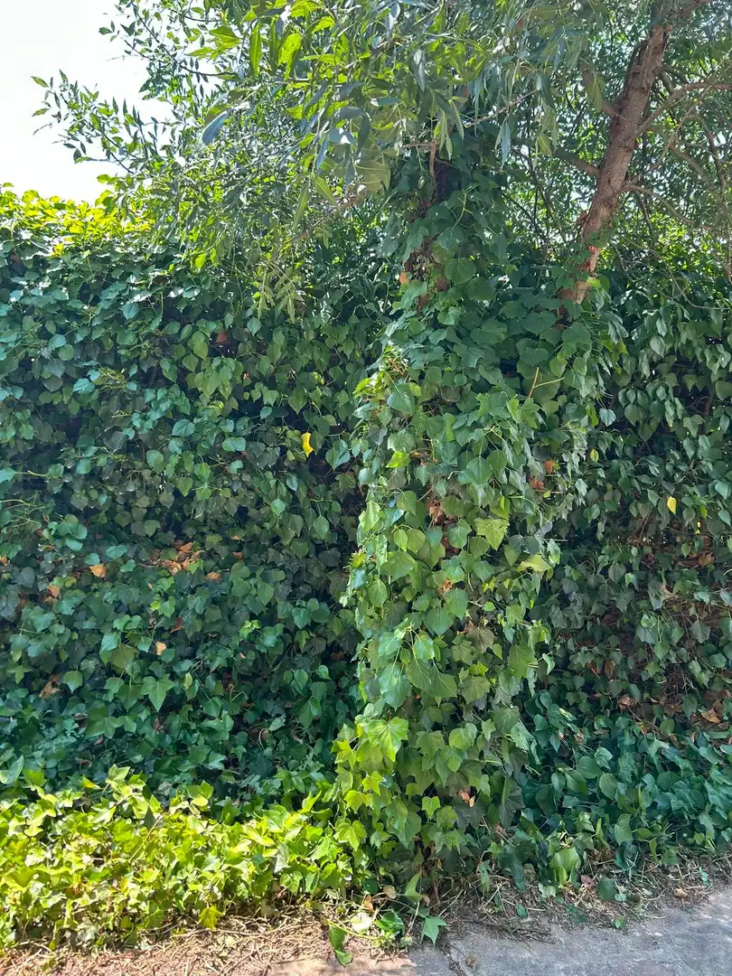 Casa amb jardí en venda a Colmenarejo, imagen 81