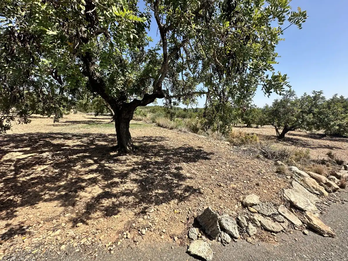 Terreno residencial en venta en Alfara de la Baronia, imagen 16