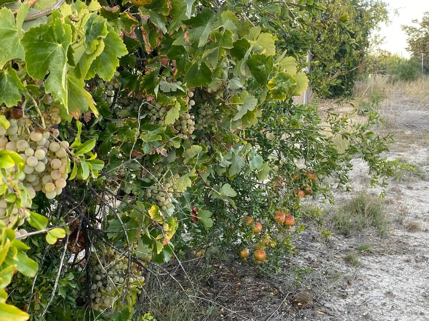 Residential land for sale in Moratalla, imagen 21