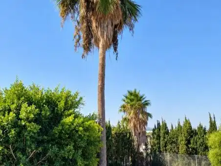 Xalet amb jardí en venda a Avenida Vicente Ferrer 34, imagen 14