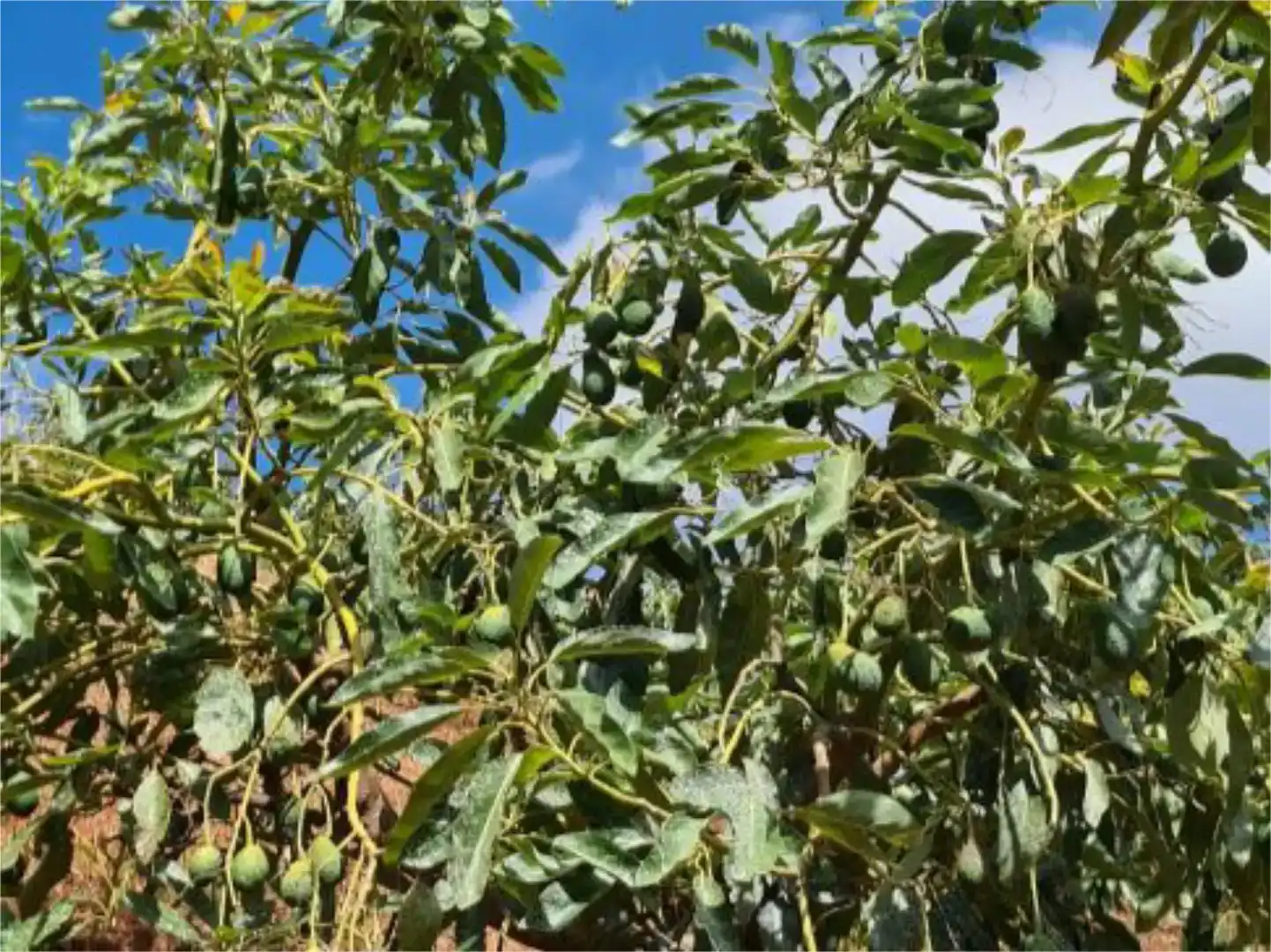 Jardín de Finca rústica en venta en Alhaurín El Grande